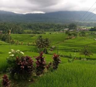 Jatiluwih tours