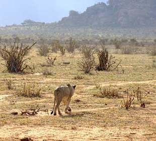 Löwe im Tsavo Ost Nationalpark