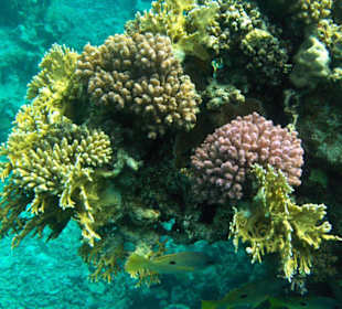 Rafa koralowa przy hotelu solymar