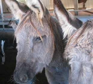 Esel auf der Ziegenfarm