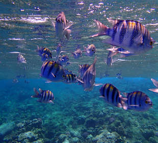 Schnorcheln Sharm el Naga