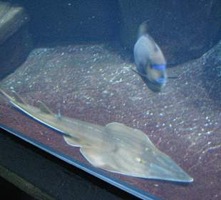 Geigenrochen (Rhynchobatus djiddensis)