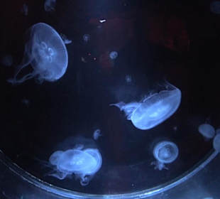 National Aquarium Malta