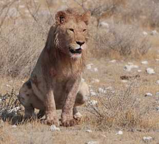 Etosha