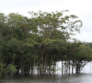 Odnoga Rio Negro
