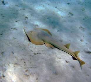 Geigenrochen - Schnorcheln Hausriff Gorgonia Beach