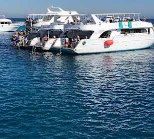 Delfin Tour Hurghada