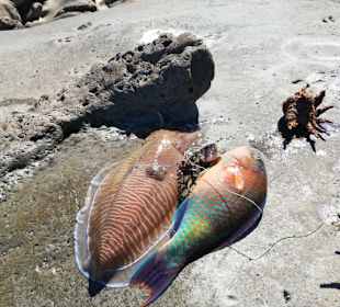 Von Fischern gefangener Fisch