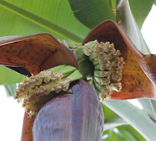 Darum ist die Banane krumm 