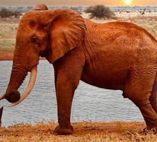 Elefant an der Wasserstelle