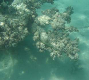 Kugelfisch im Außenriff