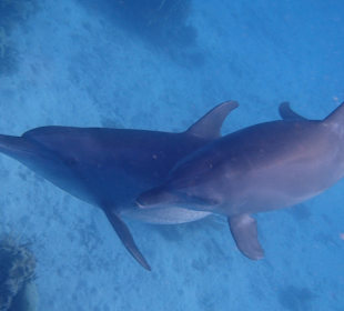 Einmalie Erlebnisse mit Mo´s Delfinen