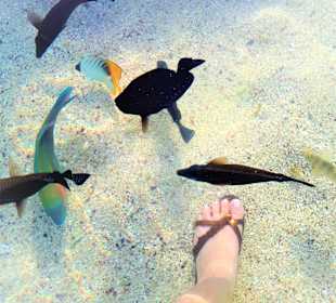 Fische direkt im knietiefen Wasser mit Handy fotografiert