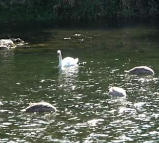 Schaukelweg an der Donau