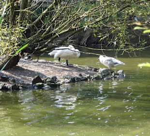 WildparkImpression September 2013