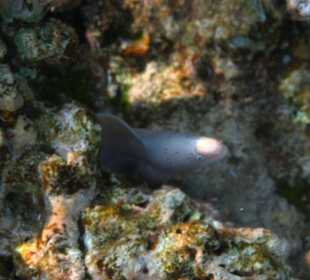 Weisse Muräne am Hausriff