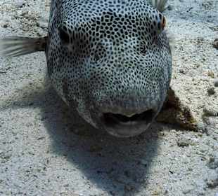 Jasmin Diving Center