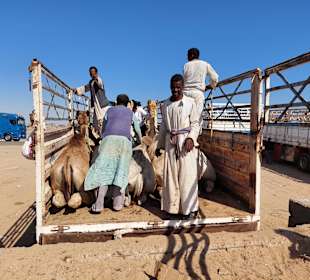 Kamelmarkt El Shalateen