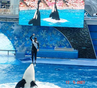 Shamu