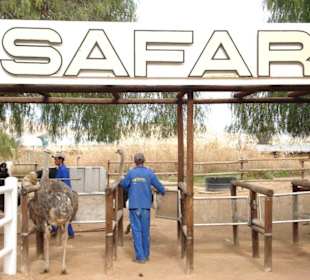 Start vom Straußenrennen