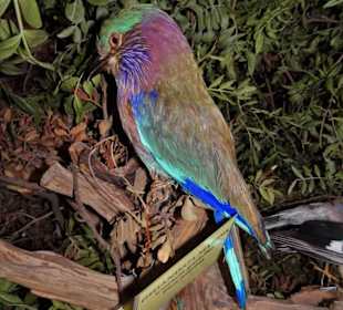 Rundgang durch das Museo della Foca Monaca