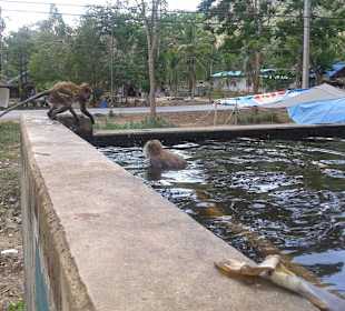 Tempel Affen Khao Sok