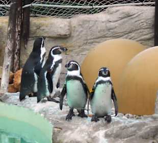 Pinguine