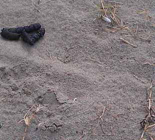 "Eingangsbereich" Strand Rosolina Mare