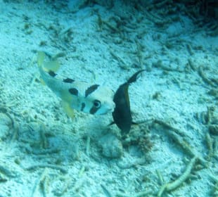 Kugelfisch