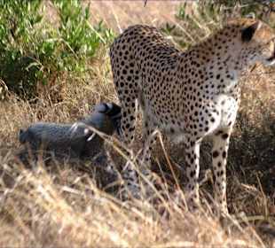 Gepard mit Jungen - Kuba