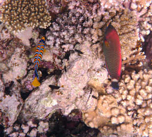 Fische vor dem Hausriff