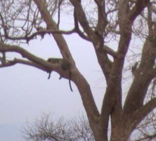 Leopard - faul im Baum