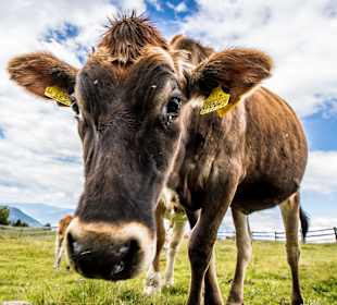 Wandern Luson / Lüsen