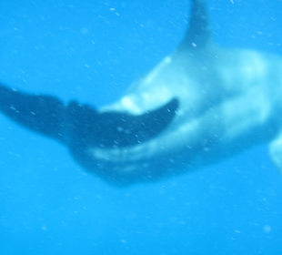 Delfinausflug Mai 2015