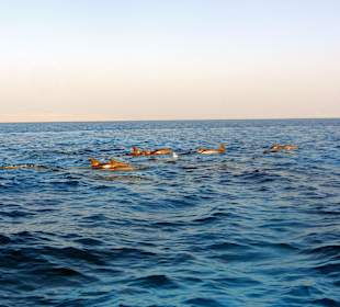 Schwimmen mit Delphinen im Roten Meer