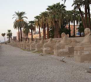 Luxorausflug