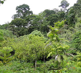 Poring Hot Springs - Schmetterlingsgarten