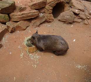 Stadtrundgang Sydney