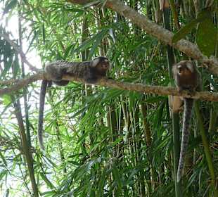 Kleine Äffchen nahe Lazareto