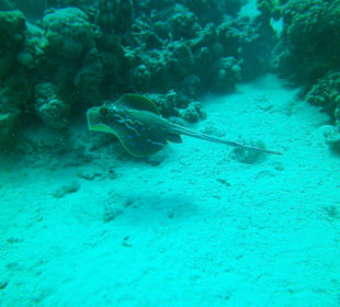 Tauchen bei der DC über Oototo Holiday Service gebucht