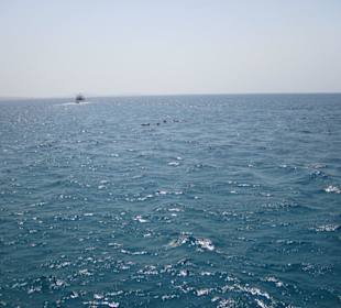 Delphine über Wasser