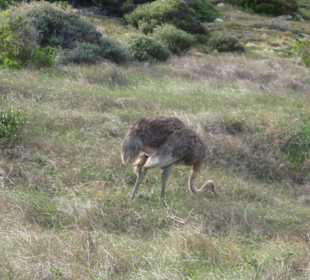 Strauße laufen frei rum
