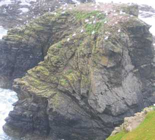 Lizard Point
