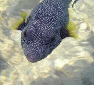 Vorsicht der spuckt.