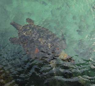 Xcaret