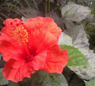 Blumen im Tropenhaus