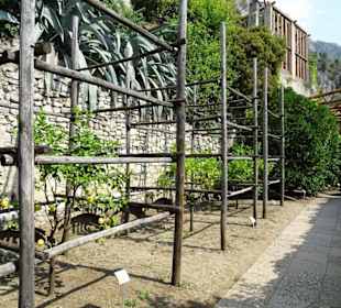 Rundgang durch das Zitronengewächshaus