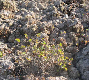 Niedrige dornige Sträucher namens Aulaga Majorera