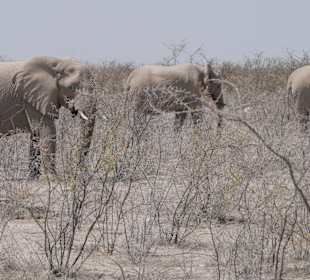 Etosha