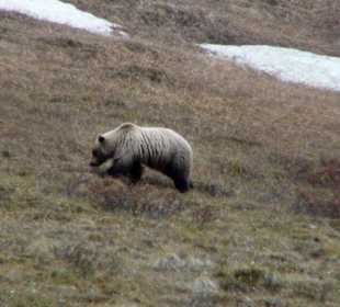 Denali National Park